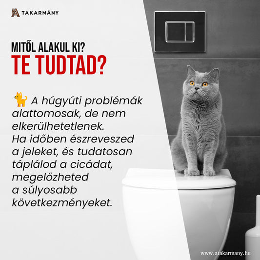 Mitől alakul ki a húgyúti probléma a macskáknál? 🐱💧