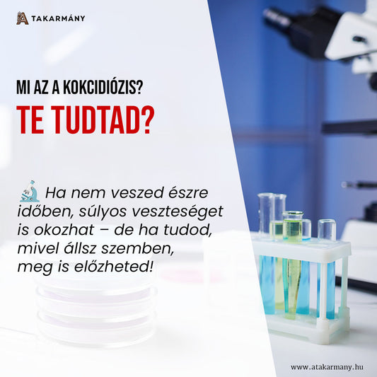 Mi az a kokcidiózis, és mit tehetünk ellene? 🦠🐇🐔