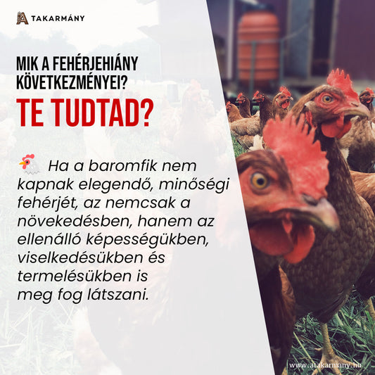A fehérjehiány következményei baromfiknál 🐔🥚
