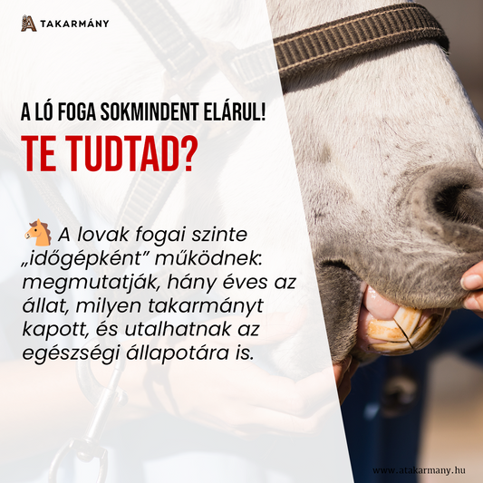 🐴 A ló foga sok mindent elárul! - Te tudtad?