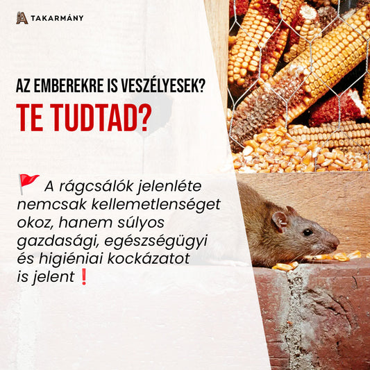 Rágcsálók a gazdaságban? 🐀