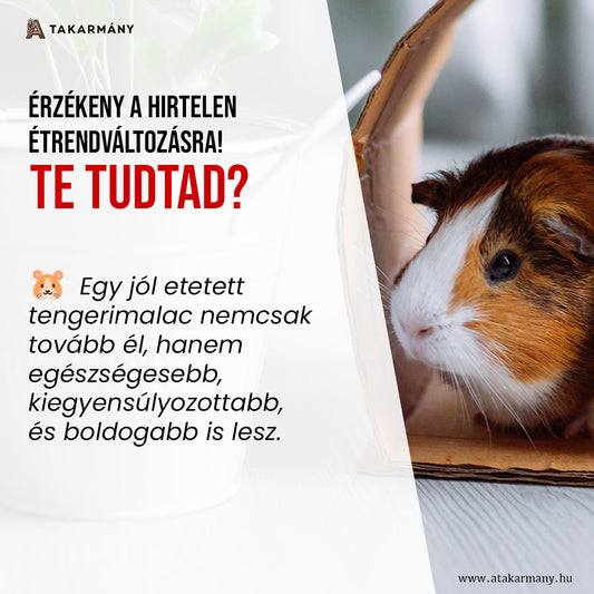 🐹 Tengerimalac? – Akkor így etesd jól!