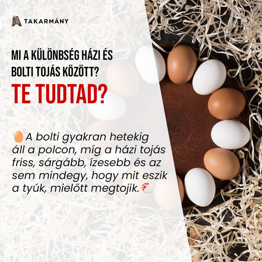 Házi tojás vagy bolti tojás?