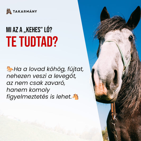 Kehes ló a csűrben? 🐴 - Mutatjuk, mit tehetsz!