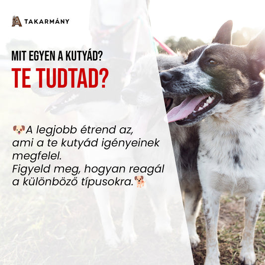 Mit egyen a kutyád? 🐶