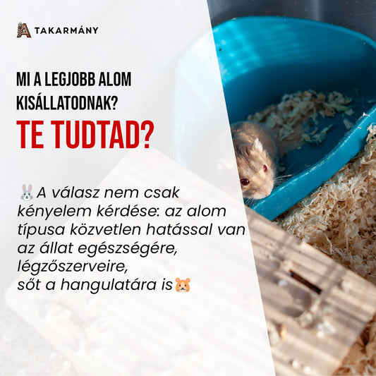 Mi a legjobb alom kisállatoknak?