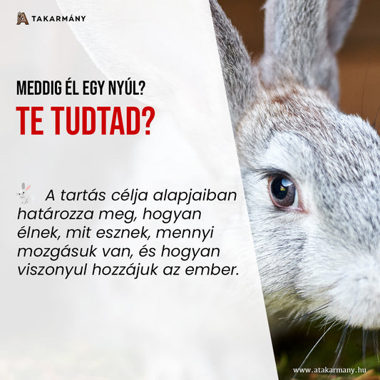 🐰 Hobbinyúl vagy húsnyúl?