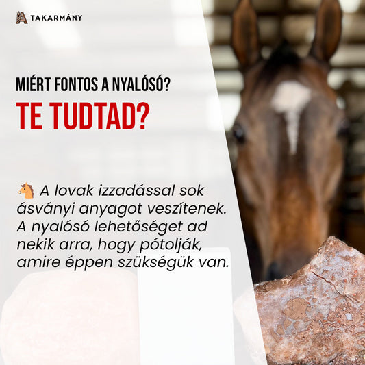 Miért van szüksége a lovadnak nyalósóra? 🧂🐴