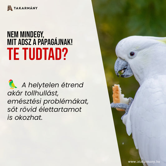 🦜 Mit kapjon a papagáj?