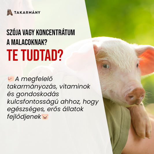 Koncentrátum vagy szója? 🐷