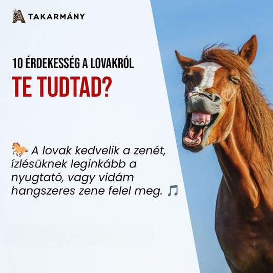 10 érdekesség a lovakról - Te tudtad? 🐎