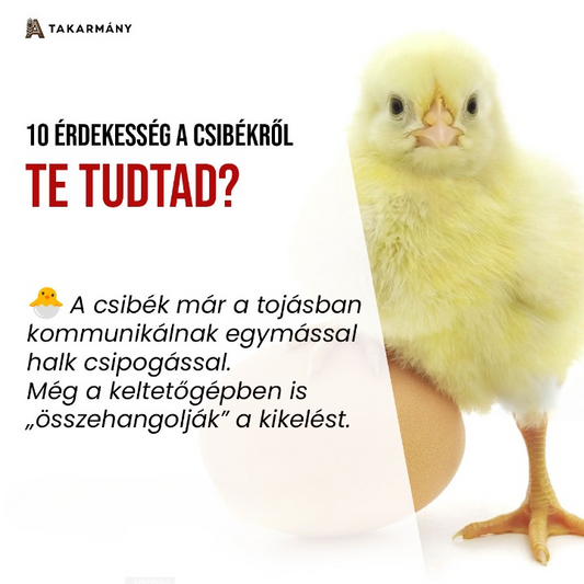 10 Érdekesség a Naposcsibékről – Te Tudtad?