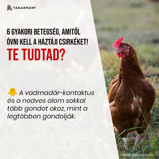 🐔 Melyik 6 gyakori betegség ellen kell védeni a háztáji csirkéket? - Te tudtad?