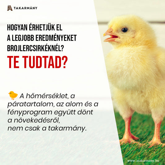 🐔 Hogyan érhetjük el a legjobb eredményeket brojlercsirkéknél? - Te tudtad?