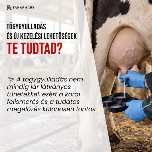 🐄 Tőgygyulladás és új kezelési lehetőségek - Te tudtad?