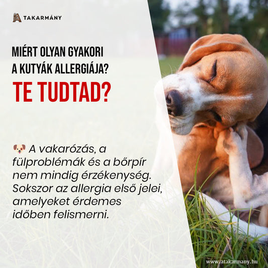 🐶 Miért olyan gyakori a kutyák allergiája? - Te tudtad?