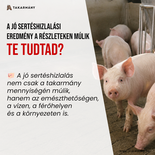 🐖 A jó sertéshizlalási eredmény a részleteken múlik - Te tudtad?