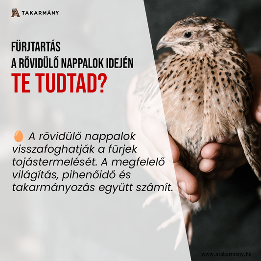 🥚 Fürjtartás a rövidülő nappalok idején - Te tudtad?
