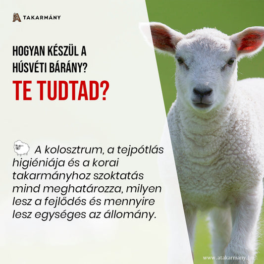 🐑 Hogyan készül a húsvéti bárány? - Te tudtad?