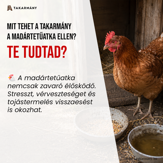 🐔 Mit tehet a takarmány a madártetűatka ellen? - Te tudtad?