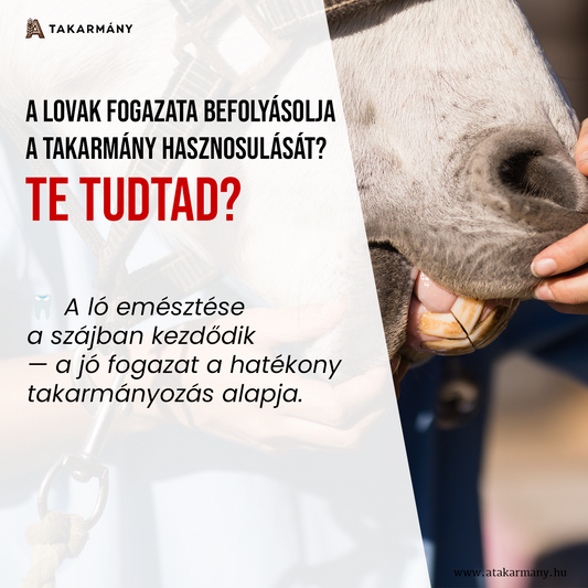🦷 A lovak fogazata döntően befolyásolja a takarmány hasznosulását – Te tudtad?