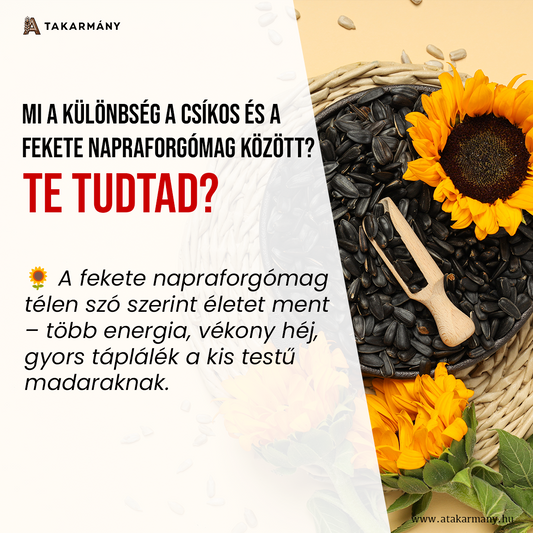 🌻 Mi a különbség a csíkos és a fekete napraforgómag között? – Te tudtad?