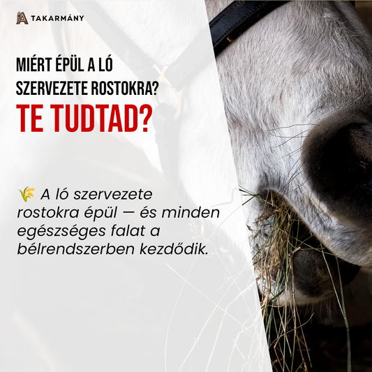 🐴 A lovak szervezete a rostokra épül  – Te tudtad?