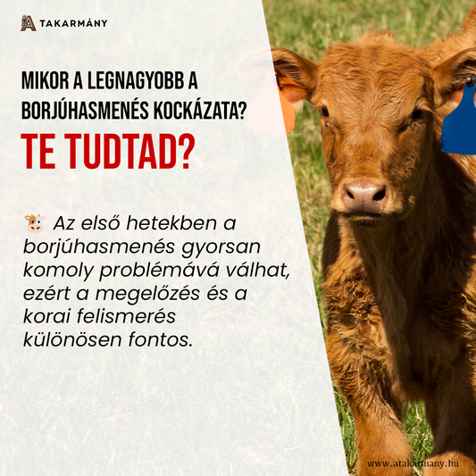 🐮 Mikor a legnagyobb a borjúhasmenés kockázata? - Te tudtad?