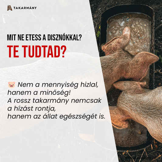 🐷 Mit ne etess a disznókkal – Te tudtad?