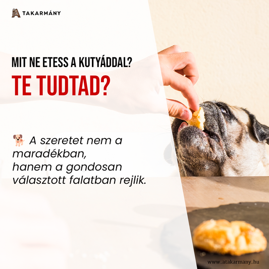 🐶 Mit ne etess a kutyáddal – Te tudtad?