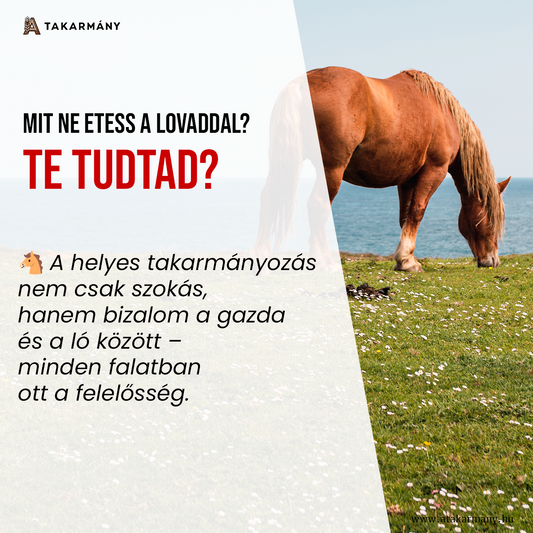 🐴 Mit ne etess a lovaddal – Te tudtad?