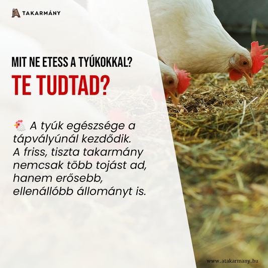 🐔 Mit ne etess a tyúkokkal? – Te tudtad?