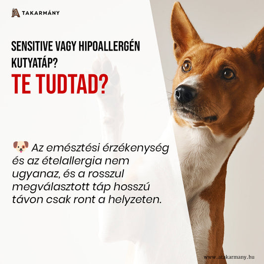 🐶 Sensitive vagy hipoallergén kutyatáp? - Te tudtad?