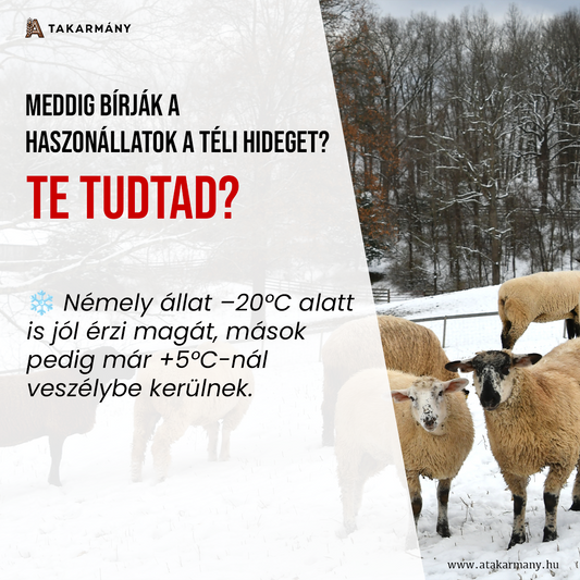 ❄️ Meddig bírják a haszonállatok a téli hideget? – Te tudtad?