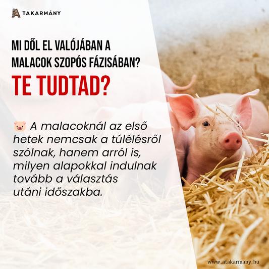 🐷 Mi dől el valójában a malacok szopós fázisában? - Te tudtad?
