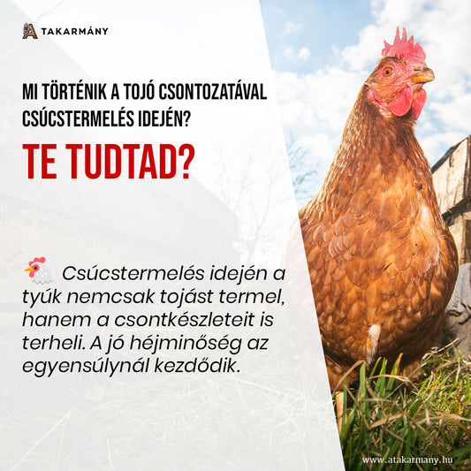 🐔 Mi történik a tojó csontozatával csúcstermelés idején? - Te tudtad?