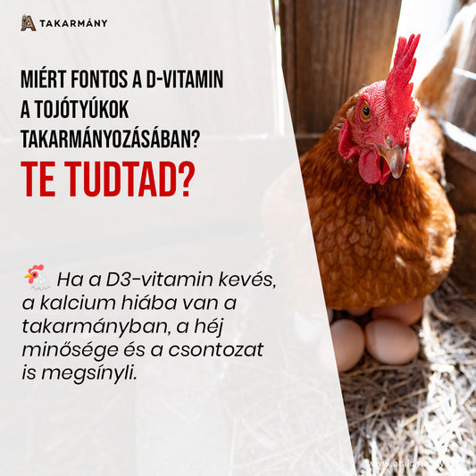 🌾 Miért fontos a D-vitamin a tojótyúkok takarmányozásában? - Te tudtad?