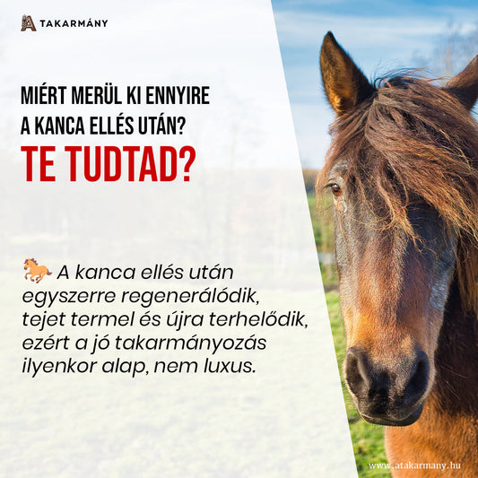 🐴 Miért merül ki ennyire a kanca ellés után?