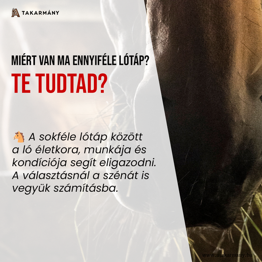 🐴 Miért van ma ennyiféle lótáp? - Te tudtad?