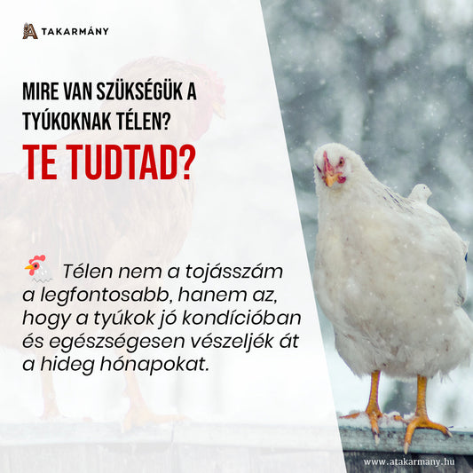 🐔 Mire van szükségük a tyúkoknak télen? - Te tudtad?