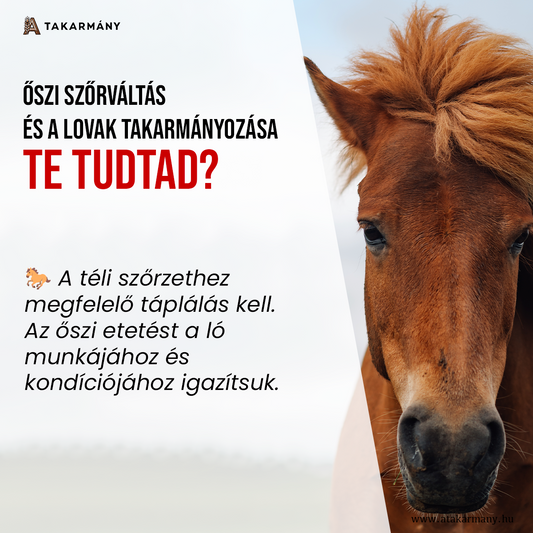 🐎 Őszi szőrváltás és a lovak takarmányozása - Te tudtad?