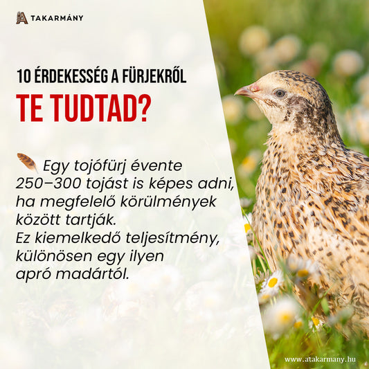 10 érdekesség a fürjekről 🐦 - Te tudtad?