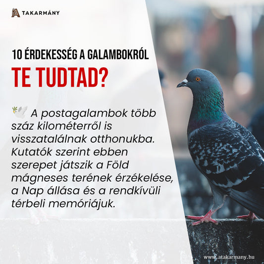 10 érdekesség a galambokról 🕊️ - Te tudtad?