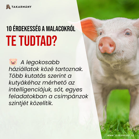 10 érdekesség a malacokról 🐖 - Te tudtad?