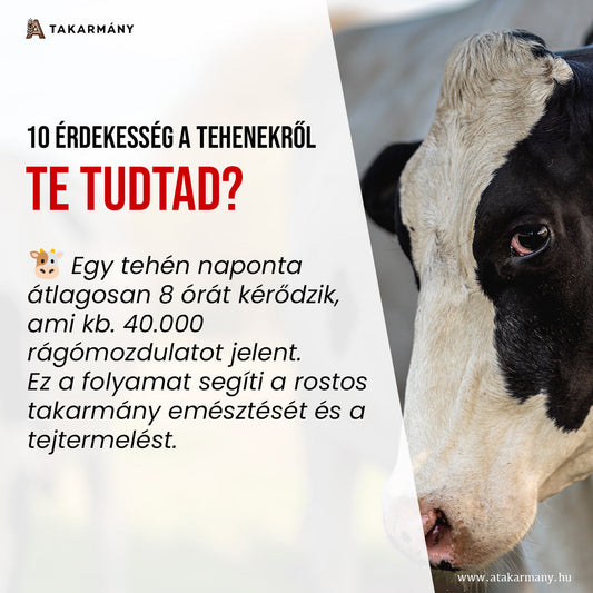 10 érdekesség a tehenekről 🐄 - Te tudtad?