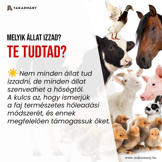 ☀️ Melyik állat izzad, melyik nem?