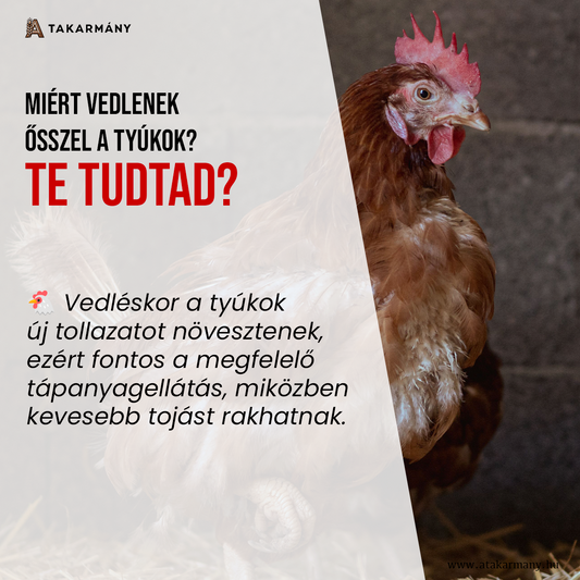 🐔 Miért vedlenek ősszel a tyúkok? - Te tudtad?