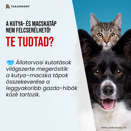 🐶🐱 Miért nem jó a macskatáp a kutyának? - Te Tudtad?