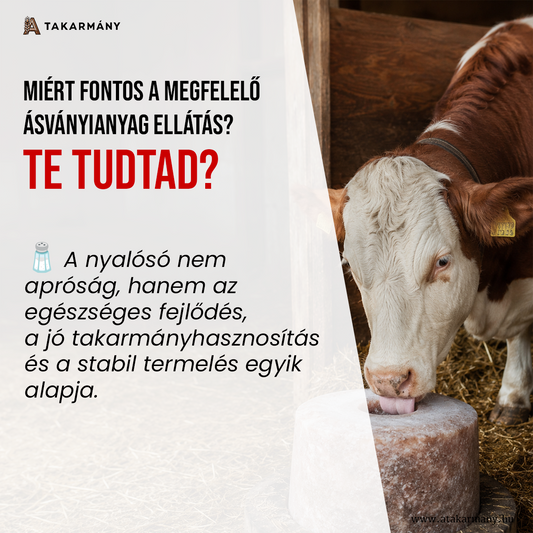 🧂 Miért fontos a megfelelő ásványianyag ellátás? - Te tudtad?