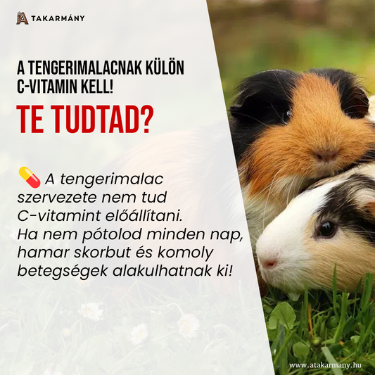 🐹 A tengerimalacnak minden nap külön C-vitamin kell! - Te tudtad?